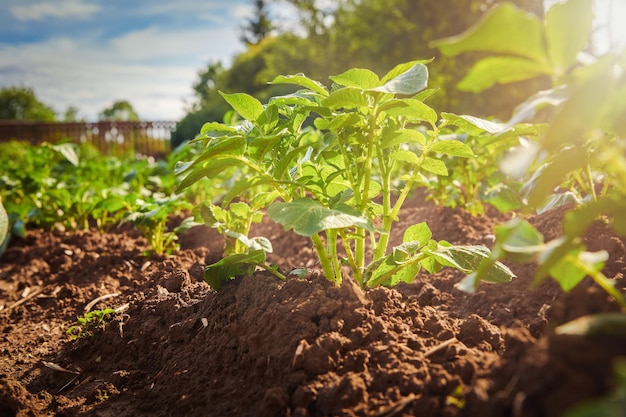 Jonge aardappelstruik Jonge aardappelplant groeit op de grond in de tuin Voedsellandbouw Biologische aardappelteelt Selectieve focus