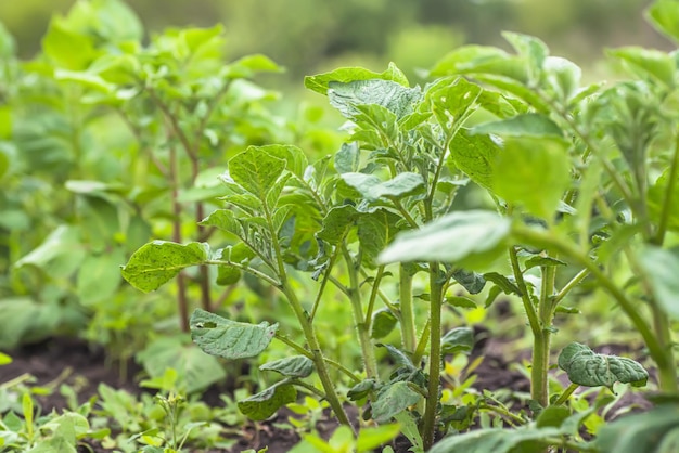 Jonge aardappelstruiken tegen de lucht Groeiende biologische groenten op bed zonder gebruik van chemicaliën en nitraten Natuurlijke landbouw