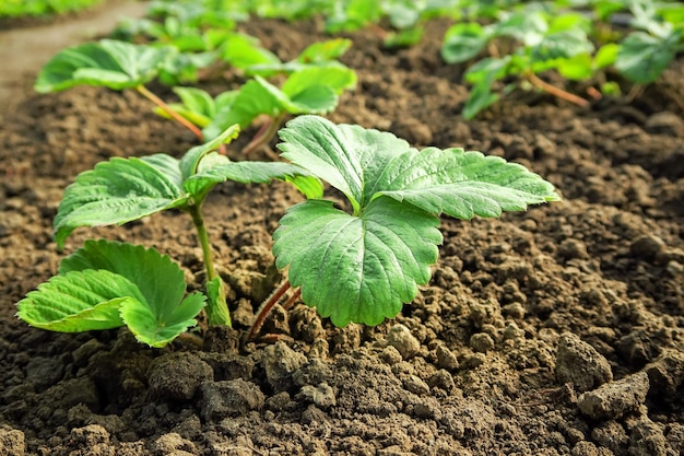 jonge aardbeienzaailingen groeien op een aardbeienveld. concept voor tuinieren en aardbeienteelt