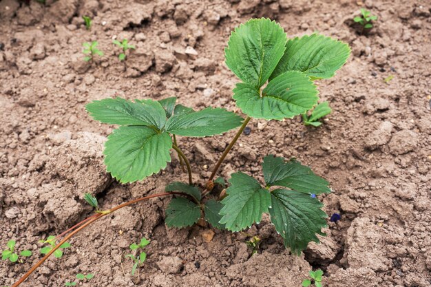 Jonge aardbeistruiken groeien in een tuinbed