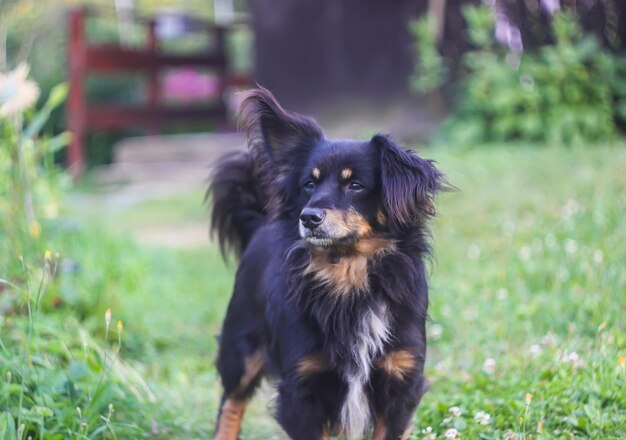 Jonge actieve hond in landelijke tuin