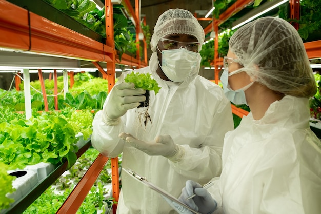 Jonge Afrikaanse mannelijke werknemer van een hedendaagse verticale boerderij die zijn vrouwelijke collega een monster van een nieuw soort sla in een kleine pot laat zien