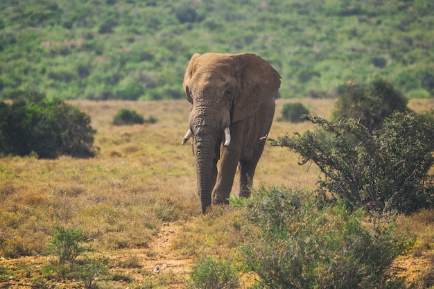 Jonge Afrikaanse olifant die in struiken van het Nationale Park van Addo, Zuid-Afrika loopt