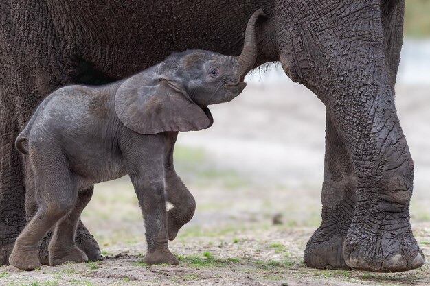 Foto jonge afrikaanse olifant die naast zijn moeder in het wild zwerft