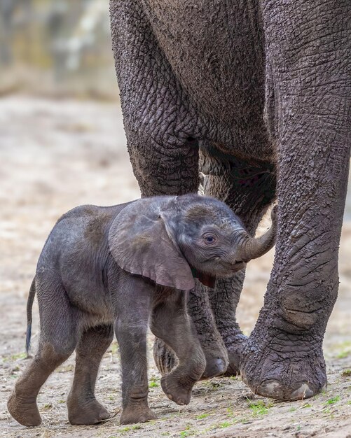 Foto jonge afrikaanse olifant die naast zijn moeder in het wild zwerft