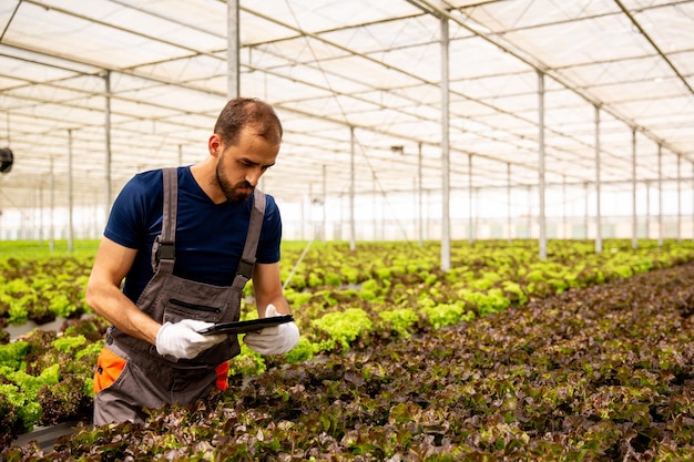Jonge agronoom analyseert slaplanten en kijkt naar de tablet. Moderne serre