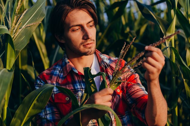 Jonge agronoom in een maïsveld die aandachtig de opbrengst in handen neemt en een plant raakt