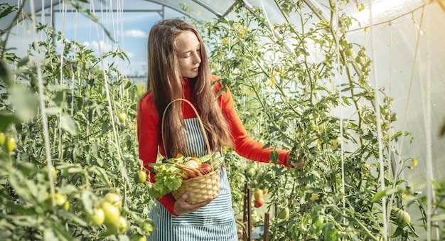 Jonge agronoom van een boer verzamelt verse groenten, tomaten in een kas Biologische rauwe producten geteeld op een boerderij