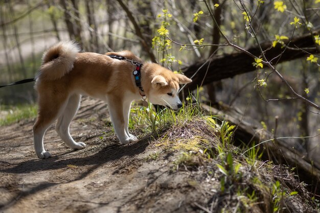 Foto jonge akita inu eet gras bij een ravijn in het bos