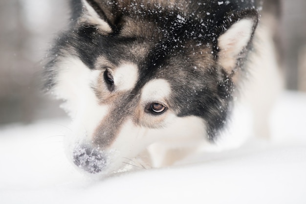 Foto jonge alaskan malamute spelen met sneeuw. besneeuwde neus. hond winter