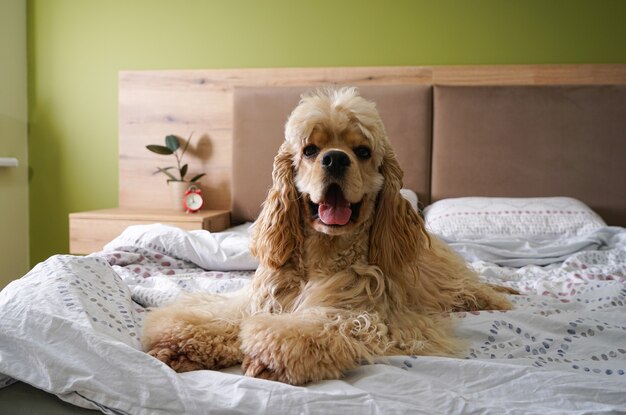 Foto jonge amerikaanse cocker-spaniël op het bed.