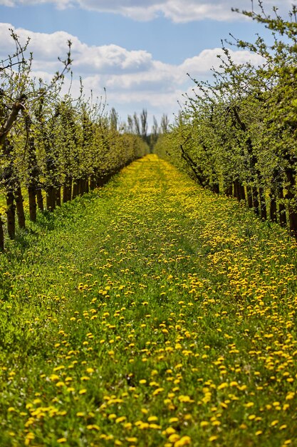 Jonge appelboomgaardtuin in de lente met prachtig veld van bloeiende paardebloemen