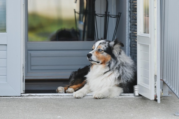 Jonge Australische herdershond rust in de buurt van een huis