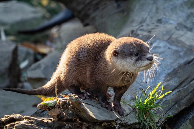 Jonge Aziatische kleinklauwotter Amblonyx cinerea ook bekend als de oosterse kleinklauwotter