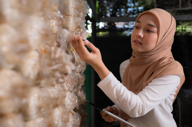 Jonge aziatische moslim vrouwelijke wetenschapper onderzoekt in de paddenstoelenfabriek volwassen paddenstoelen in het paddenstoelenhuis voor laboratoriumexperimenten