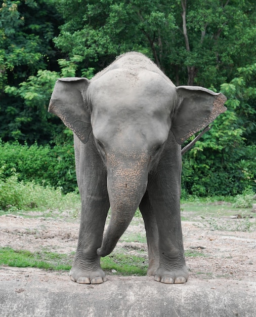 Jonge aziatische olifant in dierentuin