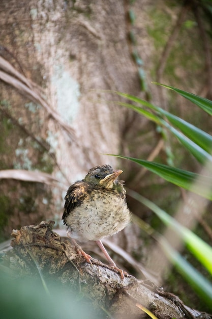 Foto jonge babyvogel op zoek naar zijn moeder op boomstam in de natuur wazige achtergrond