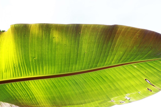 Foto jonge bananenbladeren op de hemelachtergrond