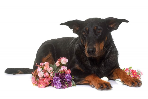 jonge beauceron geïsoleerd