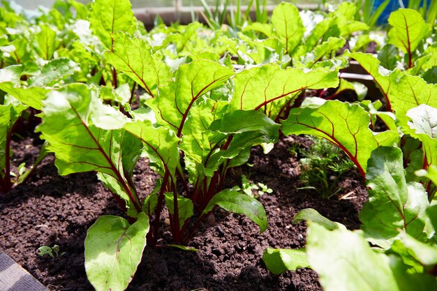 Jonge beetplanten in de bodem Biologische groentetuin
