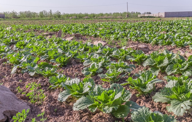 Jonge Beijing-kool in de tuin Landbouwproducten kweken