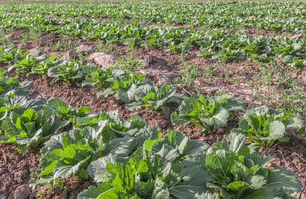 Jonge Beijing-kool in de tuin Landbouwproducten kweken