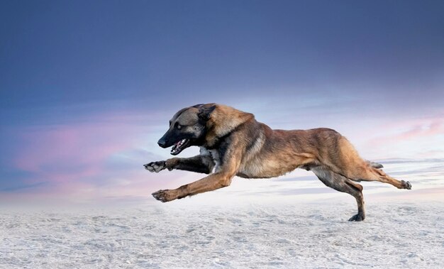 jonge belgische herder training in de natuur voor veiligheid