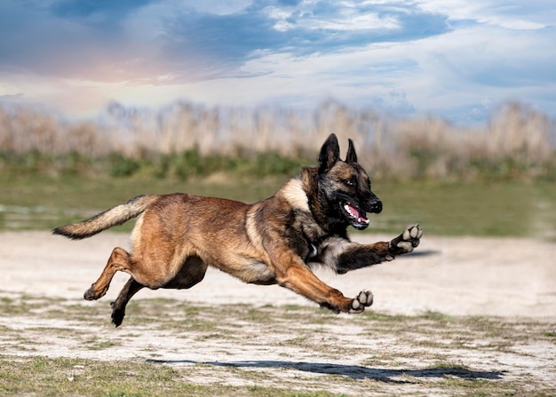 Jonge belgische herder traint in de natuur voor veiligheid