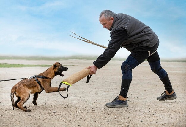 Jonge belgische herder traint in de natuur voor veiligheid