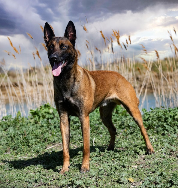 Jonge belgische herder traint in de natuur voor veiligheid