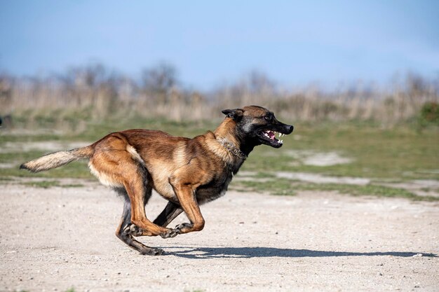 Foto jonge belgische herder traint in de natuur voor veiligheid