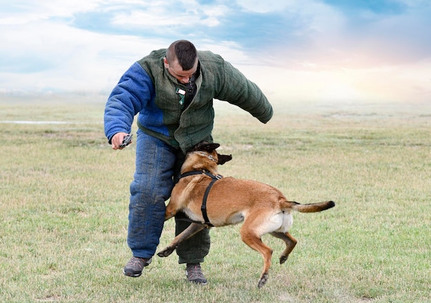Jonge belgische herder traint in de natuur voor veiligheid