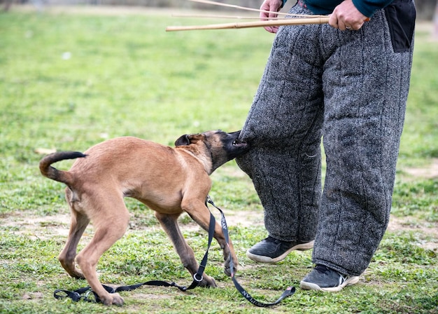 Foto jonge belgische herder traint in de zomer in de natuur