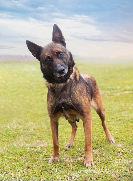 jonge belgische herder wandelen in de natuur