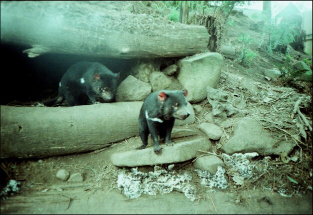 Foto jonge beren in het bos