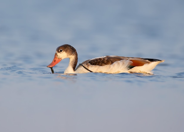 Jonge bergeend drijft op blauw water in zacht ochtendlicht