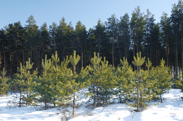 Jonge besneeuwde kerstbomen groeien in een bos