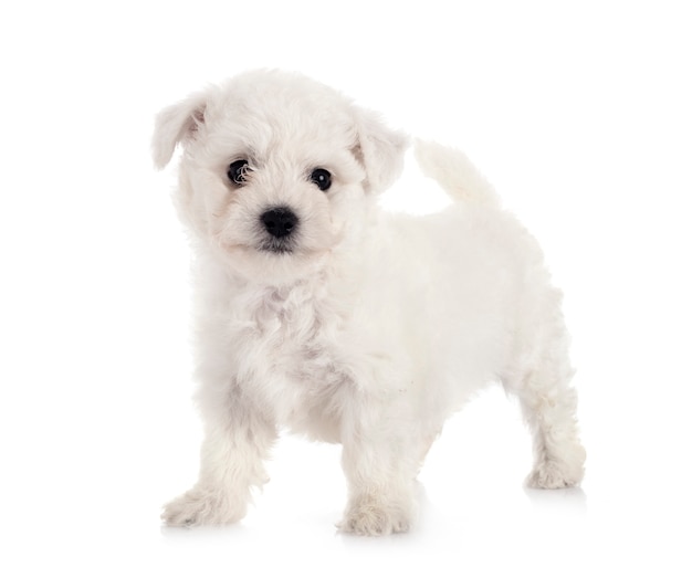 Jonge Bichon Frise voor witte achtergrond