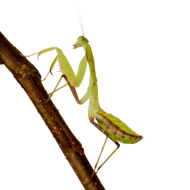 Jonge bidsprinkhanen - lineola Sphodromantis vooraan op een geïsoleerd wit