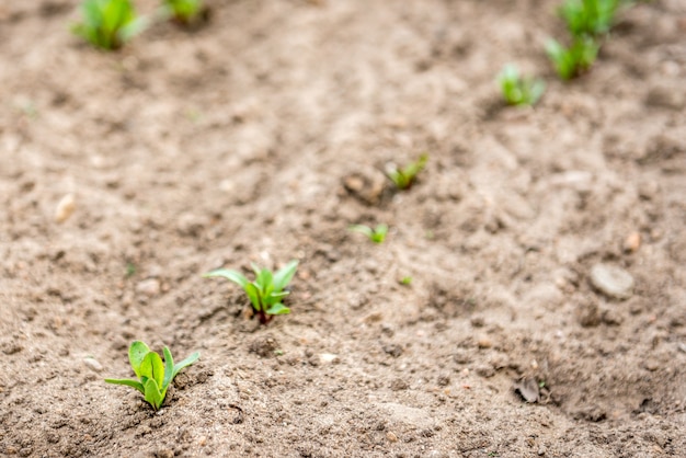 Jonge bieten groeien in lentetuin