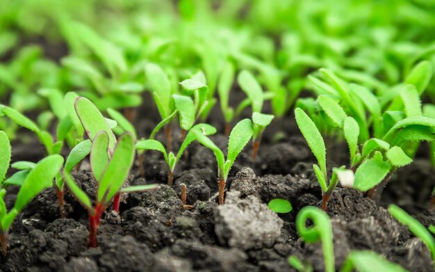 jonge bietenspruiten groeien op een moestuin. concept voor tuinieren en bietenteelt