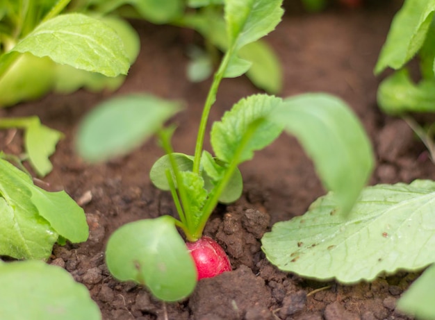 Jonge biologische radijsjes groeien op een bedje in de tuin.