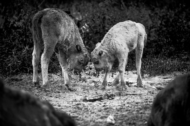 Jonge bizons grazen in het reservaat.