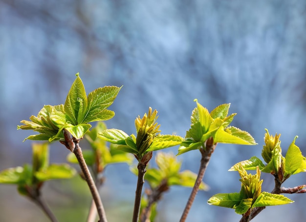 Jonge bladeren op de lente boom