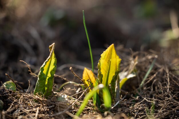 Foto jonge bladeren sproeien in de lente