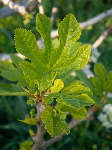 Jonge bladeren van de boom Vijgen (Ficus carica)