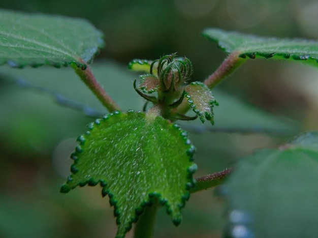 Jonge bladeren van de urena lobata-plant