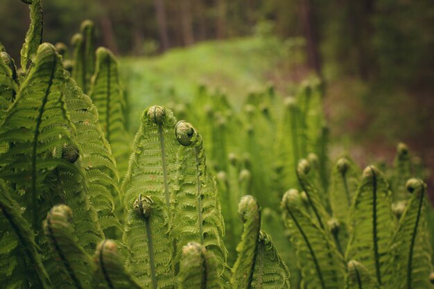 Jonge bladeren van de varen, bloeiend in het bos, gedraaide spiralen.