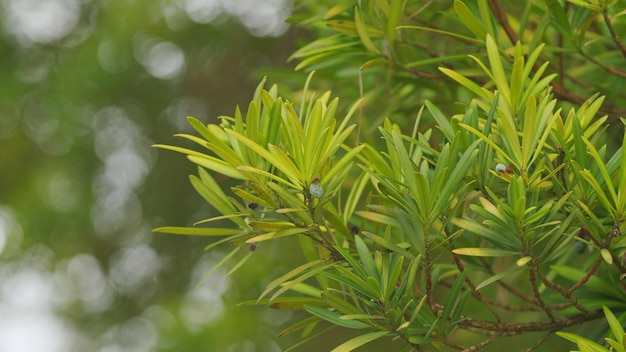 Jonge bladeren van den of podocarpus macrophyllus boeddhistische den of varensden alleen de rode vrucht