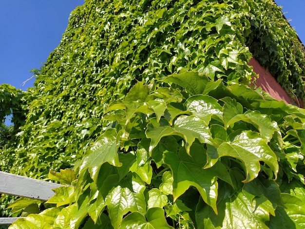Jonge bladeren van gewone Ivy Hedera helix in het voorjaar natuur concept voor ontwerp Groene kruipende plant close-up als achtergrond Helder groene kleur Hedge of muur framing Facade in groen